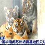 Cina: festa per i 100 giorni di quattro cucciole di tigre