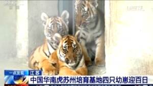 Cina: festa per i 100 giorni di quattro cucciole di tigre