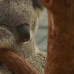 Koala a rischio estinzione: tra incendi, deforestazione e malattie