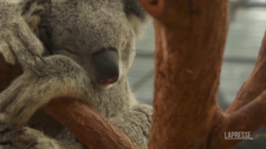Koala a rischio estinzione: tra incendi, deforestazione e malattie