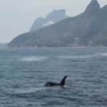 Brasile, avvistato branco di orche assassine nelle acque di Rio de Janeiro