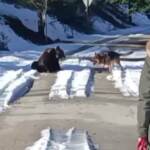 L’Aquila, un orso gioca con un pastore tedesco