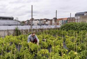 Agricoltura urbana, oasi verdi sui tetti di Bruxelles