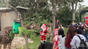 Perù, atmosfera natalizia alla zoo di Lima