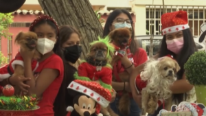 Anche i cani vestiti a festa per Natale: concorso a quattro zampe a Lima