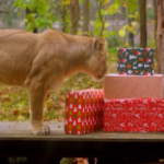 Leoni e gorilla aprono i pacchi di Natale allo Zoo di Londra: la sorpresa è tutta da gustare