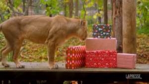 Leoni e gorilla aprono i pacchi di Natale allo Zoo di Londra: la sorpresa è tutta da gustare