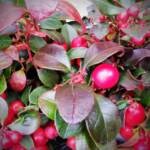 Belli e scompigliati come la Gaultheria