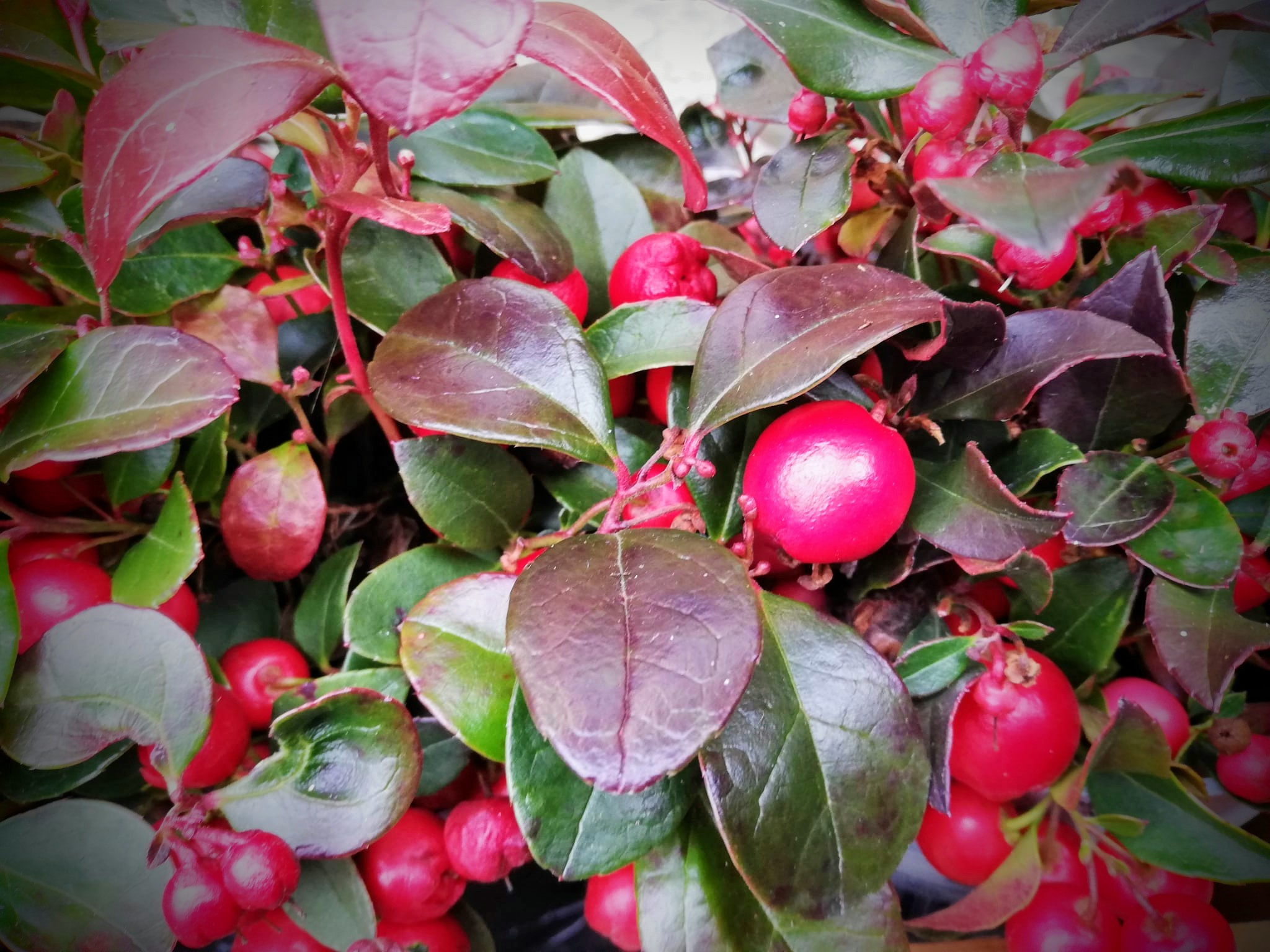 Belli e scompigliati come la Gaultheria