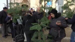 A Gerusalemme il municipio regala alberi di Natale ai cittadini