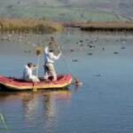 Israele, epidemia di aviaria uccide migliaia di gru migratorie