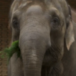 Berlino, ‘pranzo di Natale’ con abeti per renne ed elefanti dello zoo