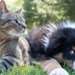 Capodanno: come proteggere cani e gatti dai botti, i consigli degli esperti