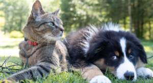 Capodanno: come proteggere cani e gatti dai botti, i consigli degli esperti