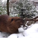 Usa, passeggiata nella neve per i castori Filbert e Maple