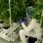 La Germania verso la legalizzazione della cannabis a uso ricreativo: “Finalmente, si renda più semplice anche prescrizione medica”