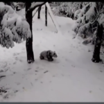 Usa, i panda si rotolano nella neve allo Smithsonian National Zoo