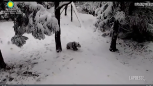 Usa, i panda si rotolano nella neve allo Smithsonian National Zoo