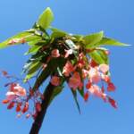 La begonia della Befana