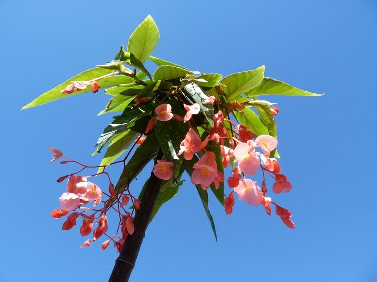 La begonia della Befana