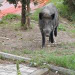 Allarme peste suina. Protezione Animali chiede il blocco di ogni attività venatoria sui cinghiali