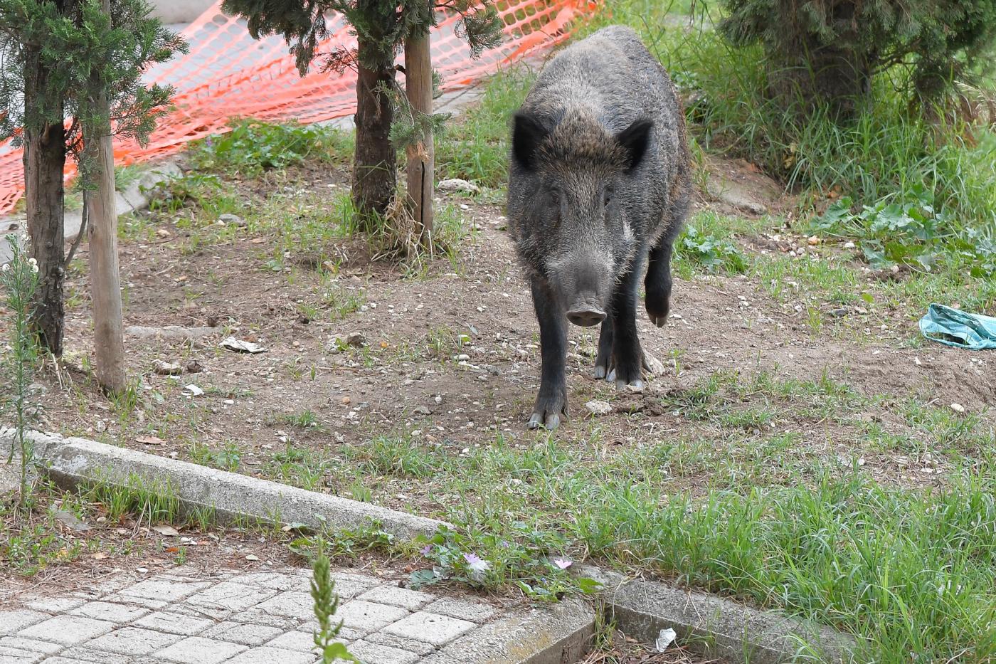 Allarme peste suina. Protezione Animali chiede il blocco di ogni attività venatoria sui cinghiali