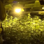 Frosinone, coltivava canapa indiana nei seminterrati: 1400 piante sequestrate