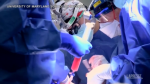 Usa, primo trapianto di cuore da maiale geneticamente modificato a paziente 57enne