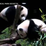 Giappone: gemellini panda fanno il debutto allo zoo di Tokyo, fan in estasi