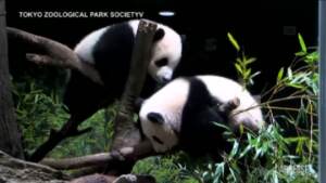 Giappone: gemellini panda fanno il debutto allo zoo di Tokyo, fan in estasi