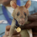 E’ morto Magawa, il topo eroe ‘anti-mine’ della Cambogia