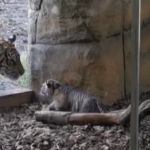 I primi passi di un cucciolo di tigre allo zoo di Londra