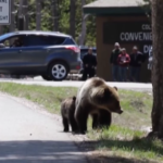 Usa, il Wyoming chiede di poter cacciare i grizzly e toglierli dalle specie protette