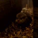 Germania, cinque cuccioli di lontra escono dal loro box allo zoo per la prima volta