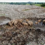 Sri Lanka, branco di elefanti cerca cibo in una discarica: due sono morti nel weekend