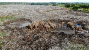 Sri Lanka, branco di elefanti cerca cibo in una discarica: due sono morti nel weekend