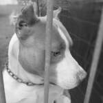 Piacenza, allevatore taglia orecchie a pitbull Guardie Zoofile Enpa lo denunciano