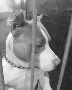 Piacenza, allevatore taglia orecchie a pitbull Guardie Zoofile Enpa lo denunciano