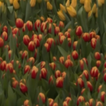 Amsterdam, nella giornata dei tulipani fiori donati ai cittadini