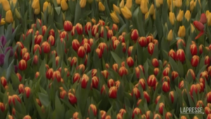 Amsterdam, nella giornata dei tulipani fiori donati ai cittadini