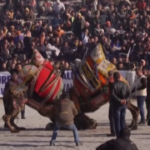 Turchia, cammelli come ‘wrestler’ combattono in arena
