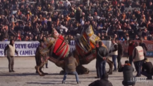 Turchia, cammelli come ‘wrestler’ combattono in arena