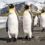 Clima: giornata dei pinguini, Greenpeace li celebra in Antartide