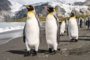 Pinguini - foto di Hubert Neufeld