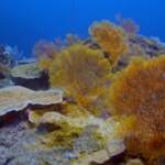 Clima: scoperto a Tahiti corallo a 30 metri di profondità