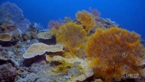 Clima: scoperto a Tahiti corallo a 30 metri di profondità