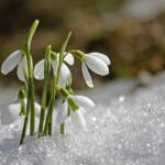 Bucaneve, il fior di latte