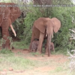 Kenya, nasce una rara coppia di elefanti gemelli