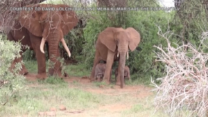 Kenya, nasce una rara coppia di elefanti gemelli