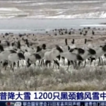 Cina: oltre mille gru dal collo nero bloccate da freddo e neve in una riserva naturale